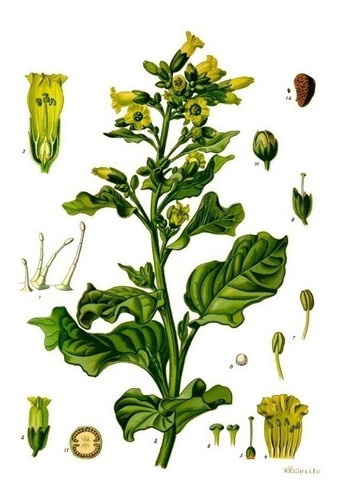 20 Sementes De Mapacho Nicotiana Rustica Flor Planta Ritual