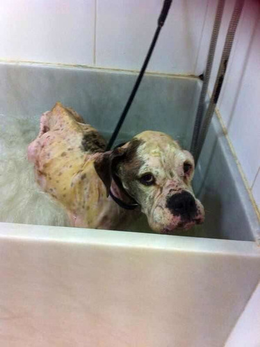 Ecolaundry G3 Máquina Ozonoterapia Mascotas Baños Sin Jabón