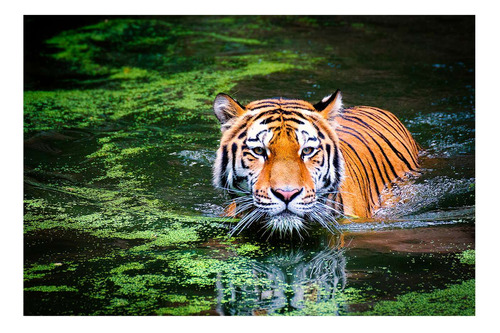 Vinilo 60x90cm Felinos Tigre Selva Rio Nadando Selva