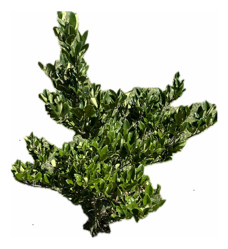 Planta Para Cerco Vivo Óleo Texano Verde Oferta Arbusto