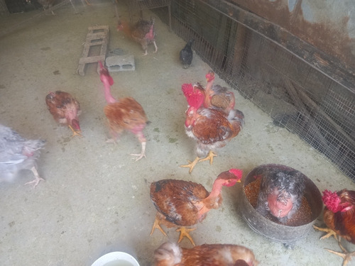 Imagen 6 de 10 de Gallos, Gallinas Criollas Guaricas, Culinas Y Pavos