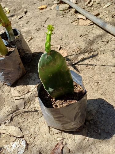 Esqueje De Nopal Criollo Huasteco Contenido 1 Planta
