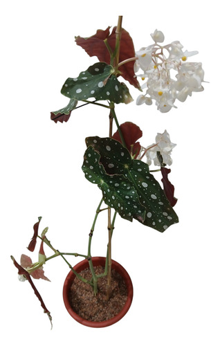 Planta Begonia Maculata Ó Ala De Ángel