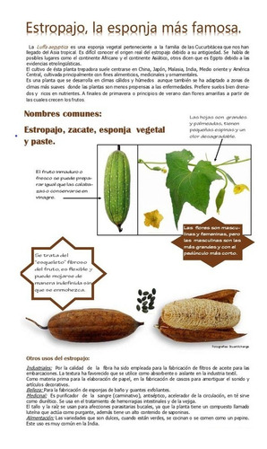 Imagen 7 de 7 de 100 Semillas De Luffa (orgánicas)