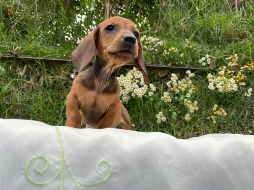 Cachorra Teckel Hembra Café Med-bog, Animalpetscolombia