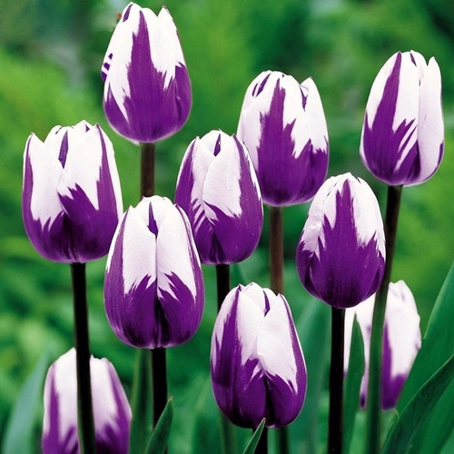 100 Sementes De Tulipa Roxa Com Branca