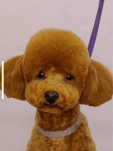 Imagen 7 de 8 de Caniche Chocolate Disponible Macho