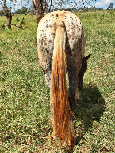 Égua Appaloosa