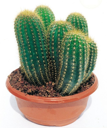 Semillas De Cactus Trichocereus Terscheckii