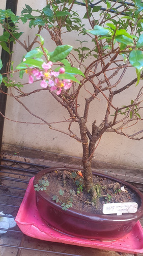 Bonsai De Malphiglia Global De Más De 10 Años