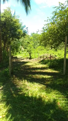 Vendo Lotes De Terreno Em Cotijuba Belém Pará