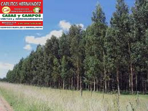 Imagen 6 de 9 de 1 Campos Necesitamos Para Arrendar Y Venta - Ganadero Agricola Tambo Forestal Mixto Tenemos Pedidos Concretos En Todo El Pais Se Ofrece Garantia Y Renta Pagada Por Adelantado Rapida Revisasion Reserva