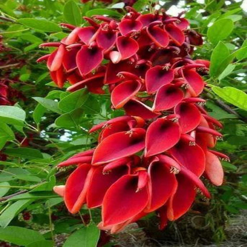 Mudas De Corticeira Do Banhado