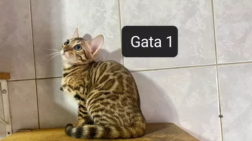 Gato Caracal  MercadoLivre 📦