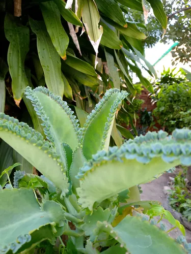 Planta Kalanchoe Natural