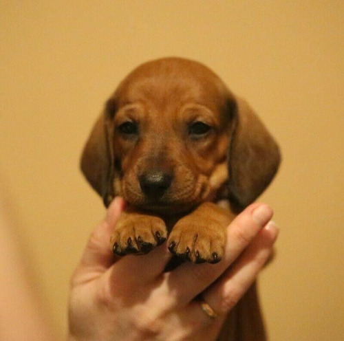 Cachorros Salchicha Vacunados Muy Lindos 