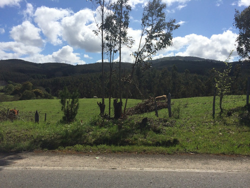 Venta De Predio Forestal En Purén, Araucanía Id 64.039-cam