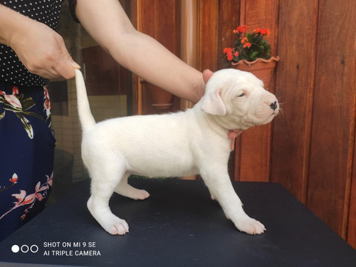 Filhote De Dogo Argentino 31 Dias