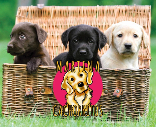 Cachorros Labrador Hermosisisimos - Martina Cachorritos