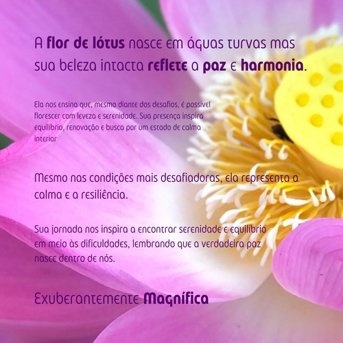 5 Sementes Flor De Lótus Rosa Sagrada Nelumbo Nucifera