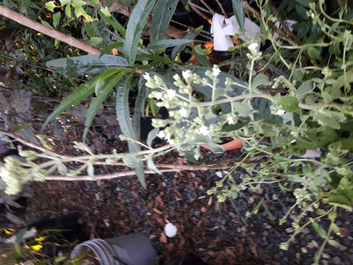 Plantas De Stevia En Mac. No. 12