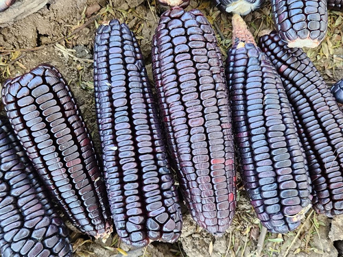 5kg Semilla De Maíz Hibrido Morado Cuatero A Granel