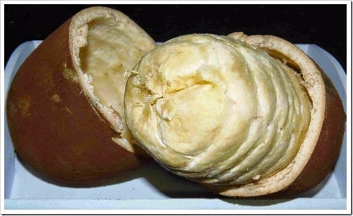 120 Sementes De Cupuaçu