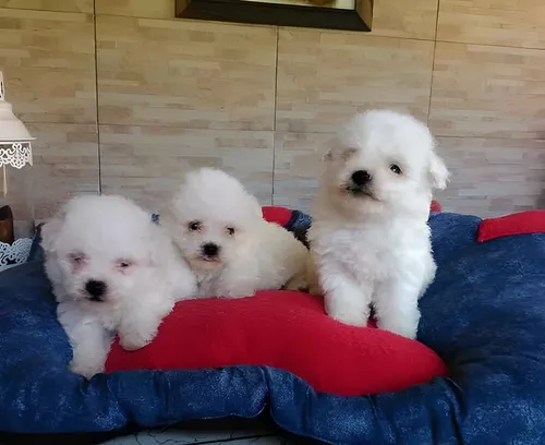 French Poodle Mini Toy Guayaquil