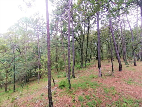 Imagen 10 de 12 de Terreno Huasca De Ocampo 2500 M2 Junto A Cabañas Pinochueco