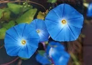 Morning Glory Heavenly Azul Sin Tratar Fresh Bonito Jardín S