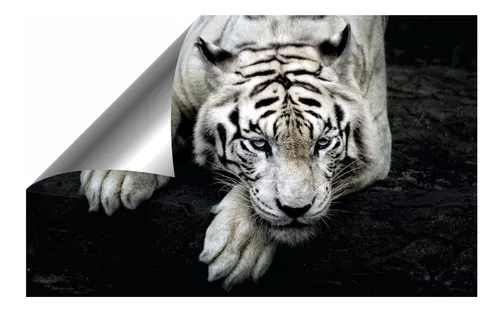 Painel Adesivo Tigre Branco Siberiano