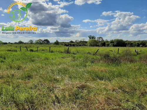 Imagem 2 de 12 de Fazenda À Venda Em Nova Olinda - To - 968 Hec (pecuária) - 1876