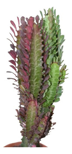 Euphorbia Trigona Rubra