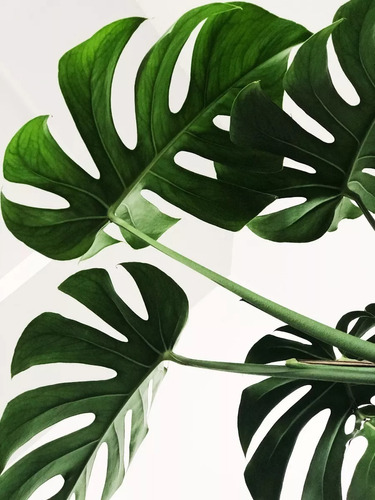 Philodendron Monstera  E05