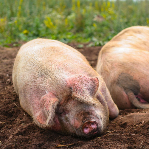 Alimento Para Engorda De Cerdos | Etapa Desarrollo 40 Kg