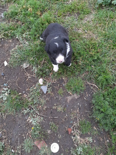 Imagen 5 de 7 de Cachorros Border Collie