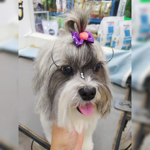 Imagen 3 de 6 de Curso Peluqueria Canina