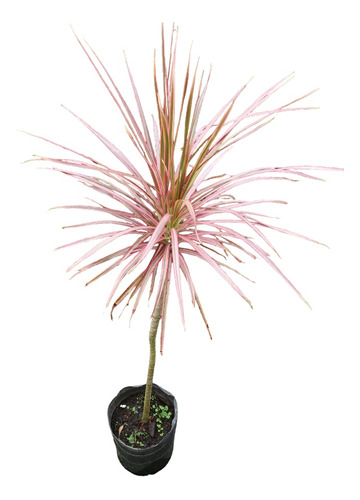 Dracena Tricolor Envío Gratis 