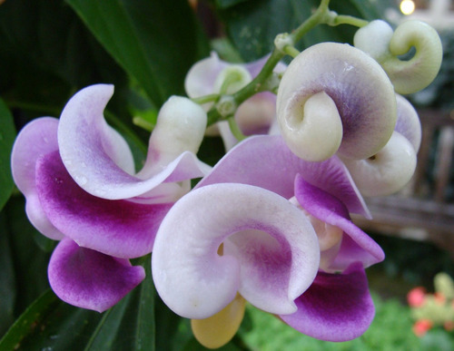 Sementes Trepadeira Caracol Perfumada Flor - Vigna Caracalla