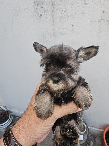 Cachorros Schnauzer