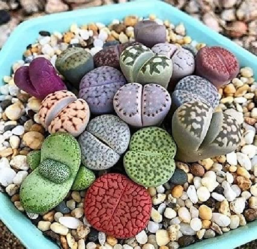20 Semillas De Piedras Vivientes - Lithops