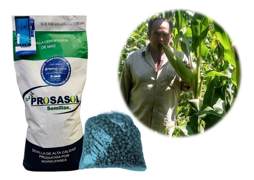 Semilla De Maiz Hibrido Blanco H 516 Para Grano 1 Kg