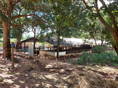 Imagen 21 de 29 de Finca Mixta + Manga De Coleo De 1 Ha En Guayabita En Turmero