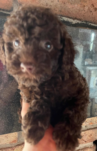 Imagen 2 de 8 de Caniche Chocolate Disponible Macho