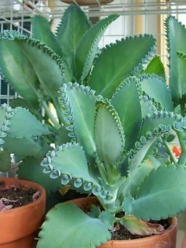Imagen 4 de 4 de Planta De Kalanchoe Laetivirens Exótica Medicinal Anticancer