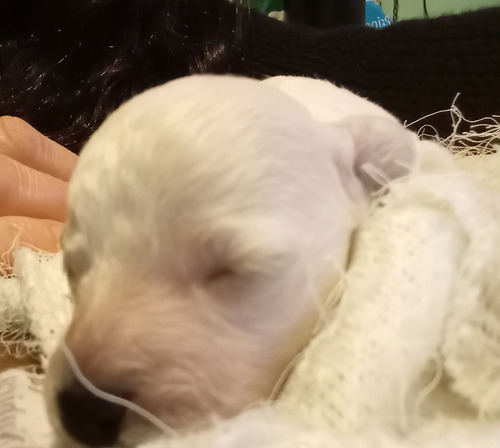 Caniche Micro Toy.mini Toy Blanco