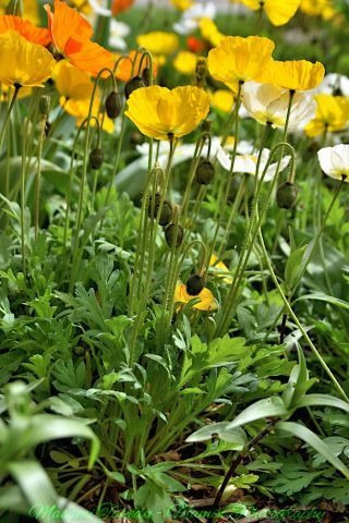 Amapolas Mix/ Semillas Orgánicas!!!