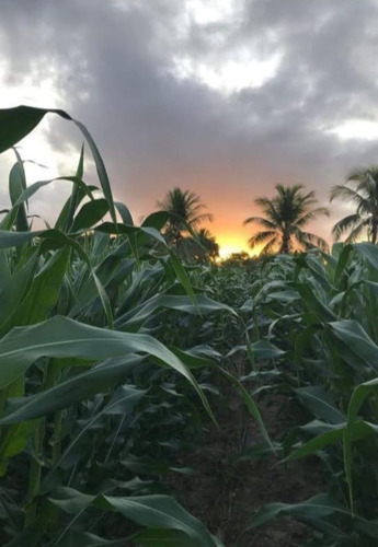 Sitio Com 9.3 Hectares Com Irrigação, Muita Água.