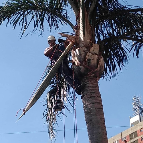 Imagen 5 de 5 de Poda Profesional Limpieza Extracción De Palmeras Y Árboles