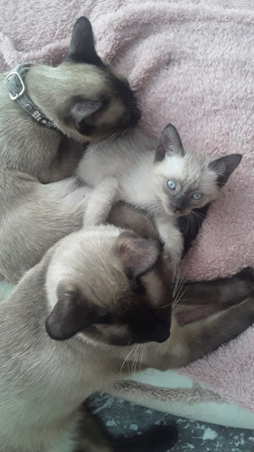 Gatito Siamese Seal Point Puro!!! Hermoso!!!! 2 Meses